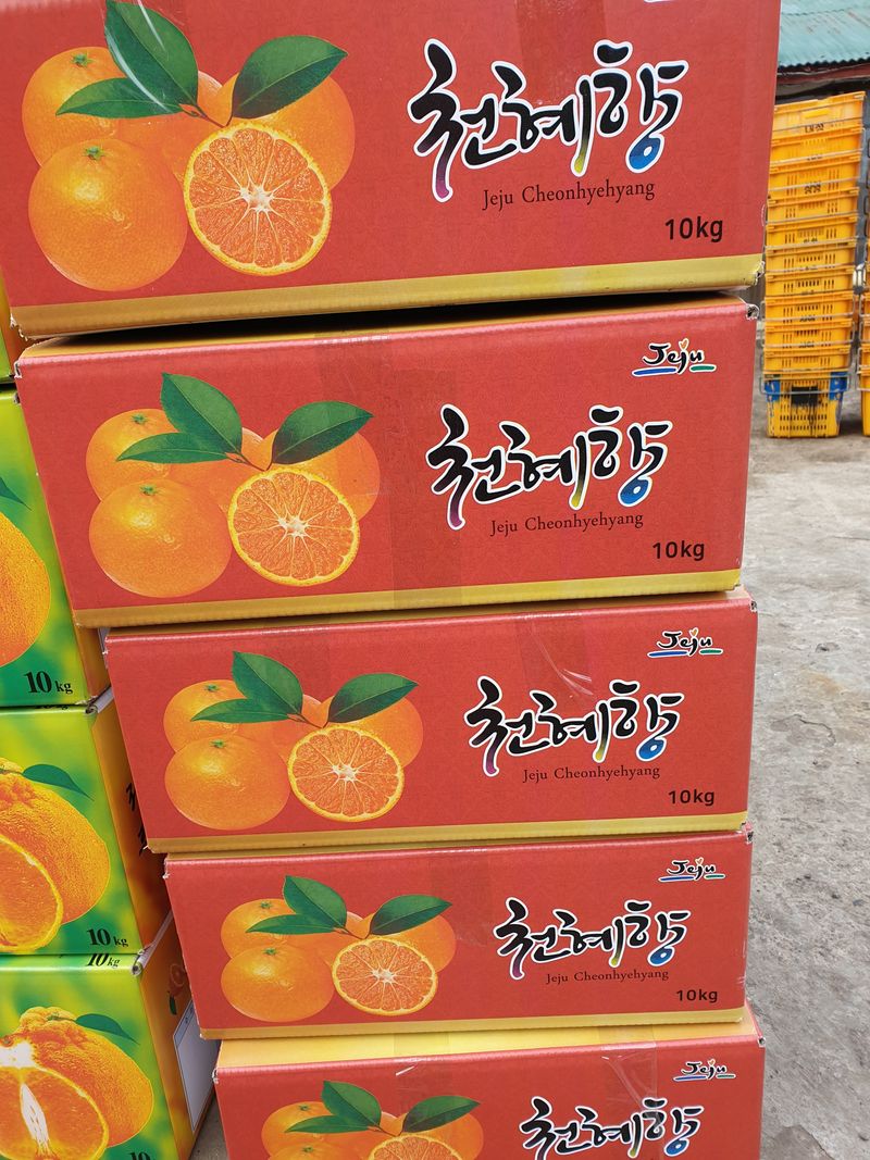 성소영 님의 장터 판매 상품 [노지한라봉. 천혜향 ] 첨부 사진