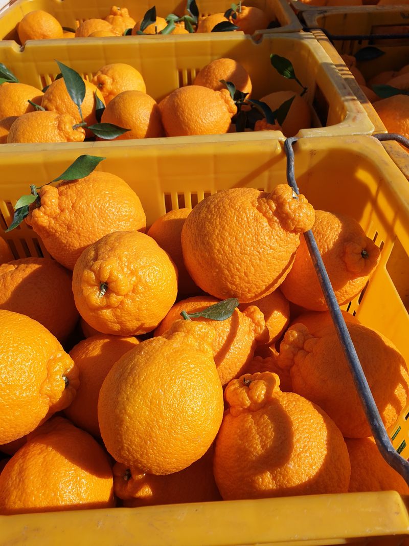 성소영 님의 장터 판매 상품 [노지한라봉. 천혜향 ] 첨부 사진