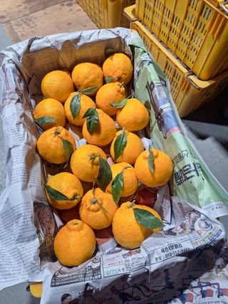 옥이네 농장님의 작성글 사진