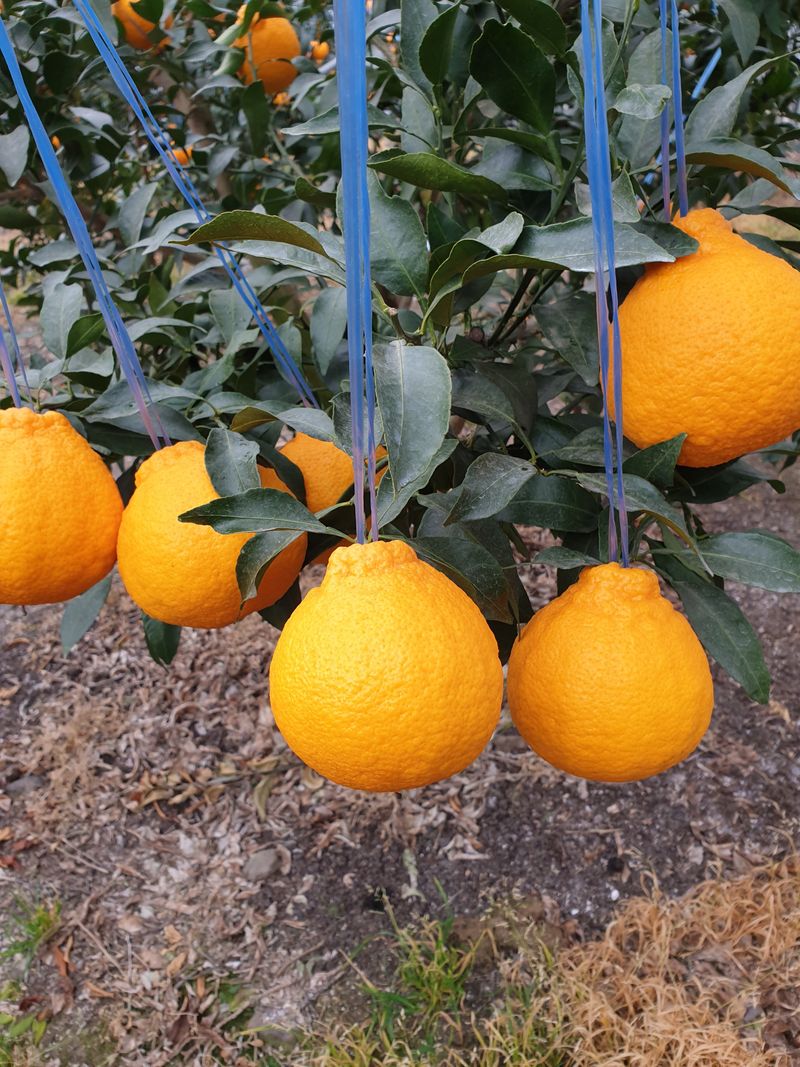 성소영 님의 장터 판매 상품 [노지한라봉. 천혜향 ] 첨부 사진