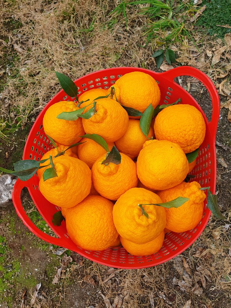 성소영 님의 장터 판매 상품 [노지한라봉. 천혜향 ] 첨부 사진