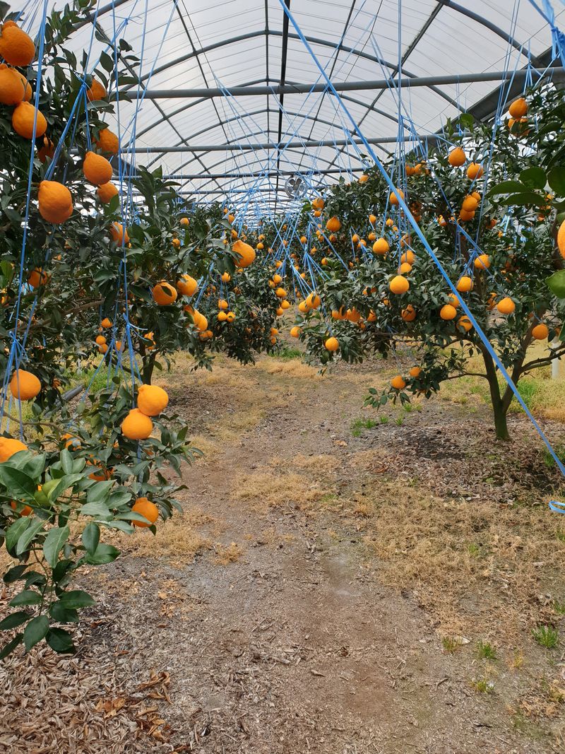 장터 상품 [노지한라봉. 천혜향 ] 썸네일
