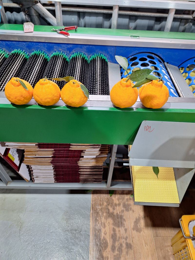 옥이네 농장님의 장터 판매 상품 [한라봉] 첨부 사진