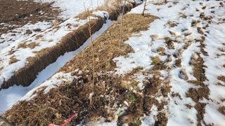 산양삼님의 자유주제 · 자유게시판 작성글 사진