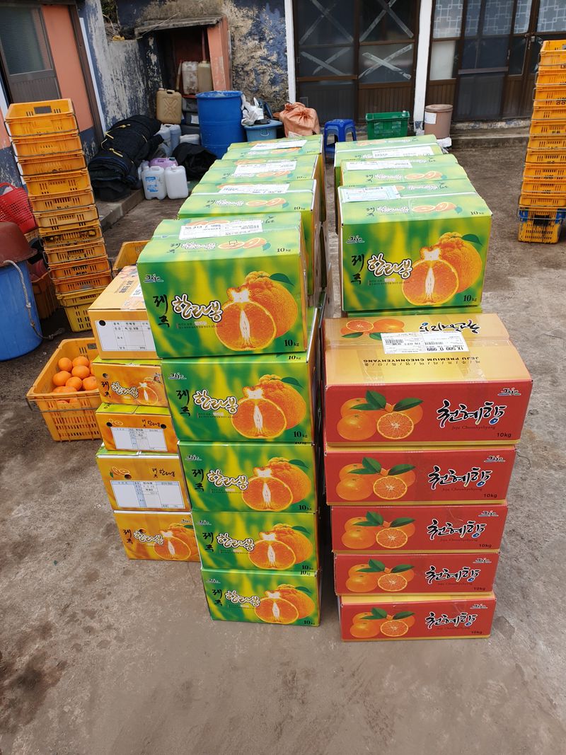 성소영 님의 장터 판매 상품 [노지한라봉. 천혜향 ] 첨부 사진