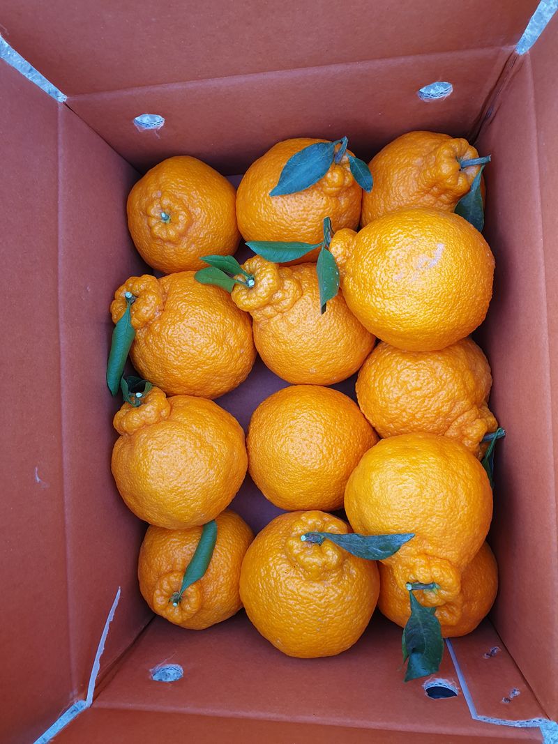 성소영 님의 장터 판매 상품 [노지한라봉. 천혜향 ] 첨부 사진