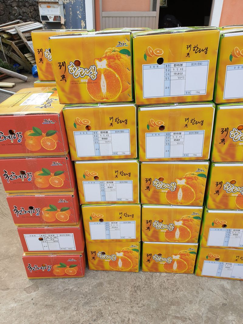 성소영 님의 장터 판매 상품 [노지한라봉. 천혜향 ] 첨부 사진