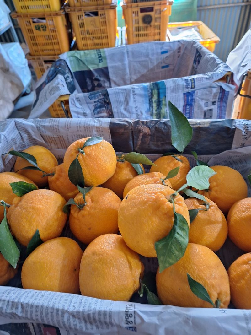 장터 상품 [한라봉] 썸네일