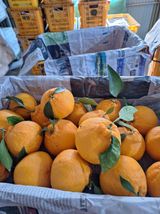 팜모닝 · 게시글 이미지