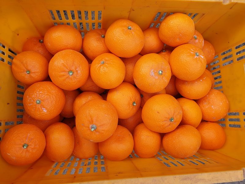 성소영 님의 장터 판매 상품 [노지한라봉. 천혜향 ] 첨부 사진