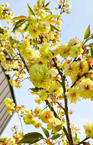 산양삼님의 자유주제 · 자유게시판 작성글 사진