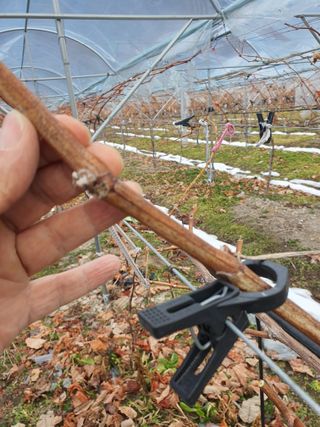 뿌리묘목농원님의 자유주제 · 자유게시판 작성글 사진