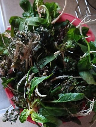 손성금님의 기타작물 · 영농일지 작성글 사진