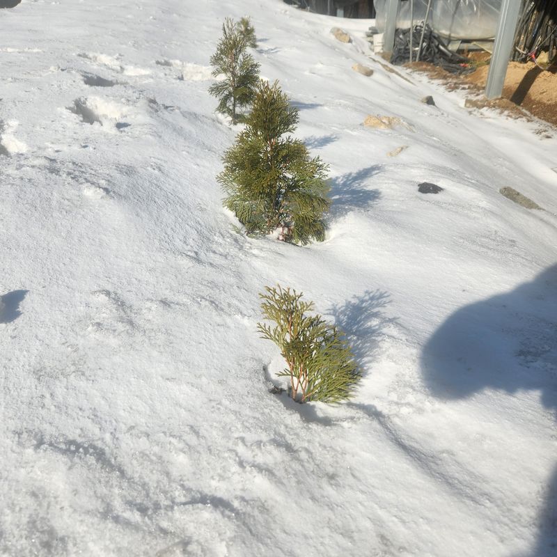 파란농원님의 장터 판매 상품 [에멜랜드그린] 첨부 사진