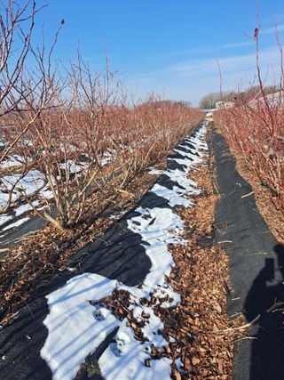 이재국님의 블루베리 · 자유게시판 작성글 사진