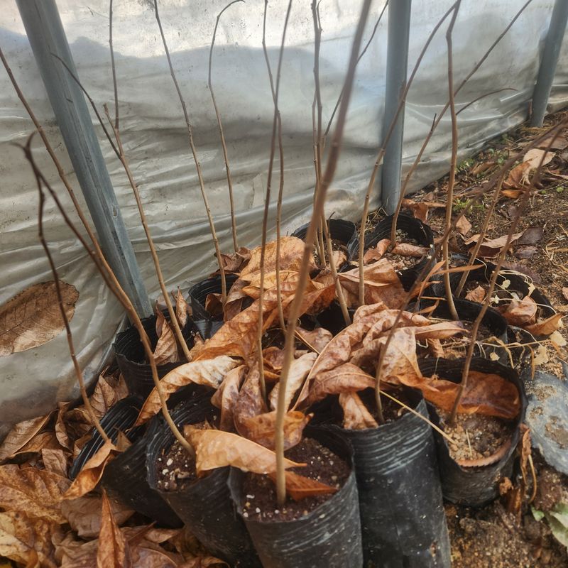 파란농원님의 장터 판매 상품 [포포나무3년생] 첨부 사진