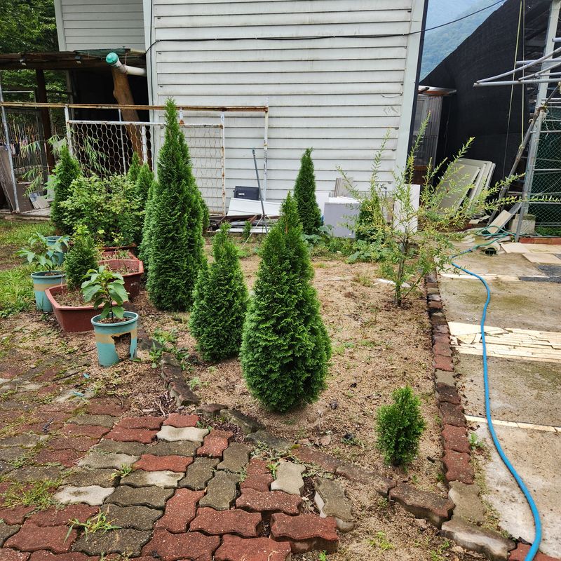 파란농원님의 장터 판매 상품 [에멜랜드그린] 첨부 사진