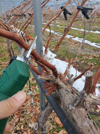 뿌리묘목농원님의 자유주제 · 자유게시판 작성글 사진