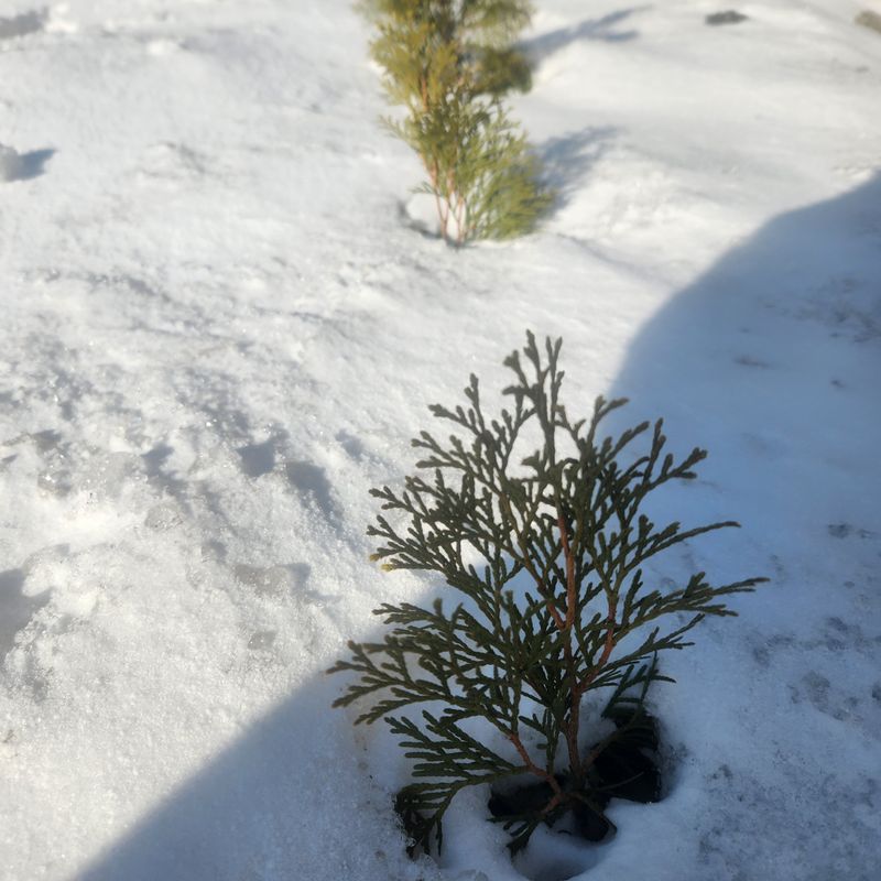 파란농원님의 장터 판매 상품 [에멜랜드그린] 첨부 사진