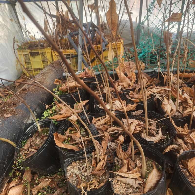 파란농원님의 장터 판매 상품 [포포나무3년생] 첨부 사진