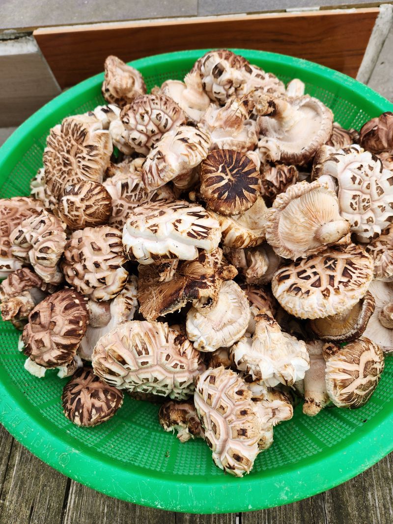 파란농원님의 장터 판매 상품 [  표고나무 버섯이 나네요] 첨부 사진