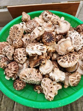 파란농원님의 작성글 사진