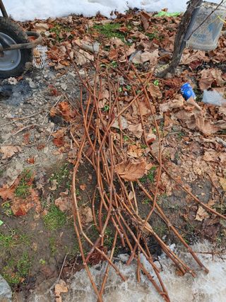 뿌리묘목농원님의 자유주제 · 자유게시판 작성글 사진