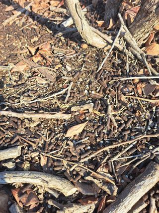 이재국님의 블루베리 · 자유게시판 작성글 사진