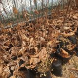 팜모닝 · 게시글 이미지