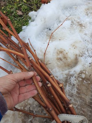 뿌리묘목농원님의 자유주제 · 자유게시판 작성글 사진