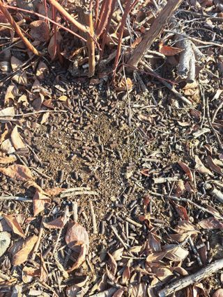 이재국님의 블루베리 · 자유게시판 작성글 사진