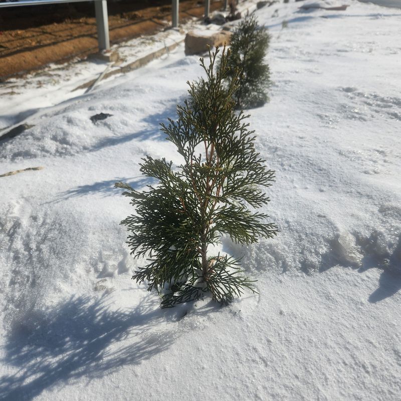 파란농원님의 장터 판매 상품 [에멜랜드그린] 첨부 사진