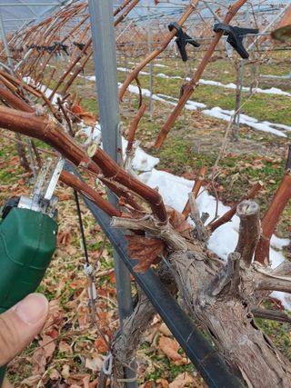 뿌리묘목농원님의 자유주제 · 자유게시판 작성글 사진