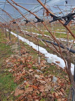 뿌리묘목농원님의 자유주제 · 자유게시판 작성글 사진