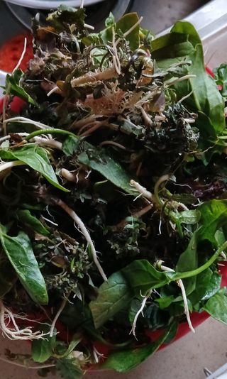 손성금님의 기타작물 · 영농일지 작성글 사진