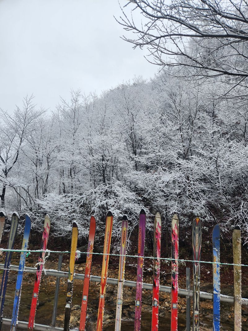 파란농원님의 장터 판매 상품 [  표고나무 버섯이 나네요] 첨부 사진