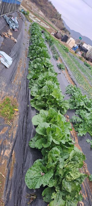 전남무안군박옥주님의 2월 농사 계획 공유해요 · 참여글 작성글 사진