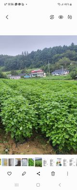 팜모닝 자유주제·자유게시판 게시글 이미지