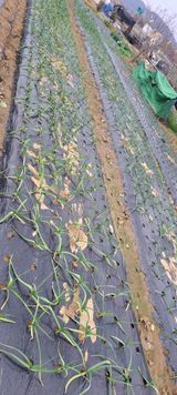 팜모닝 2월 농사 계획 공유해요·참여글 게시글 이미지