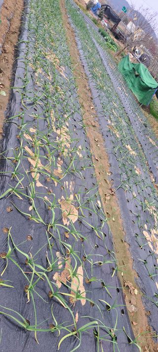 전남무안군박옥주님의 2월 농사 계획 공유해요 · 참여글 작성글 사진