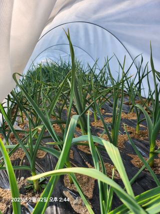 박선춘님의 2월 농사 계획 공유해요 · 참여글 작성글 사진