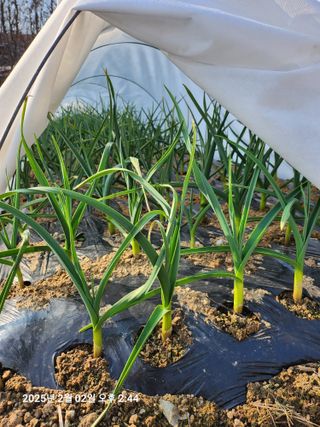 박선춘님의 2월 농사 계획 공유해요 · 참여글 작성글 사진