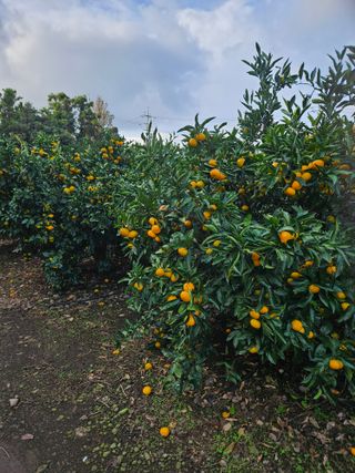 한라봉0909님의 2월 농사 계획 공유해요 · 참여글 작성글 사진