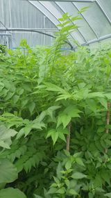 팜모닝 · 게시글 이미지