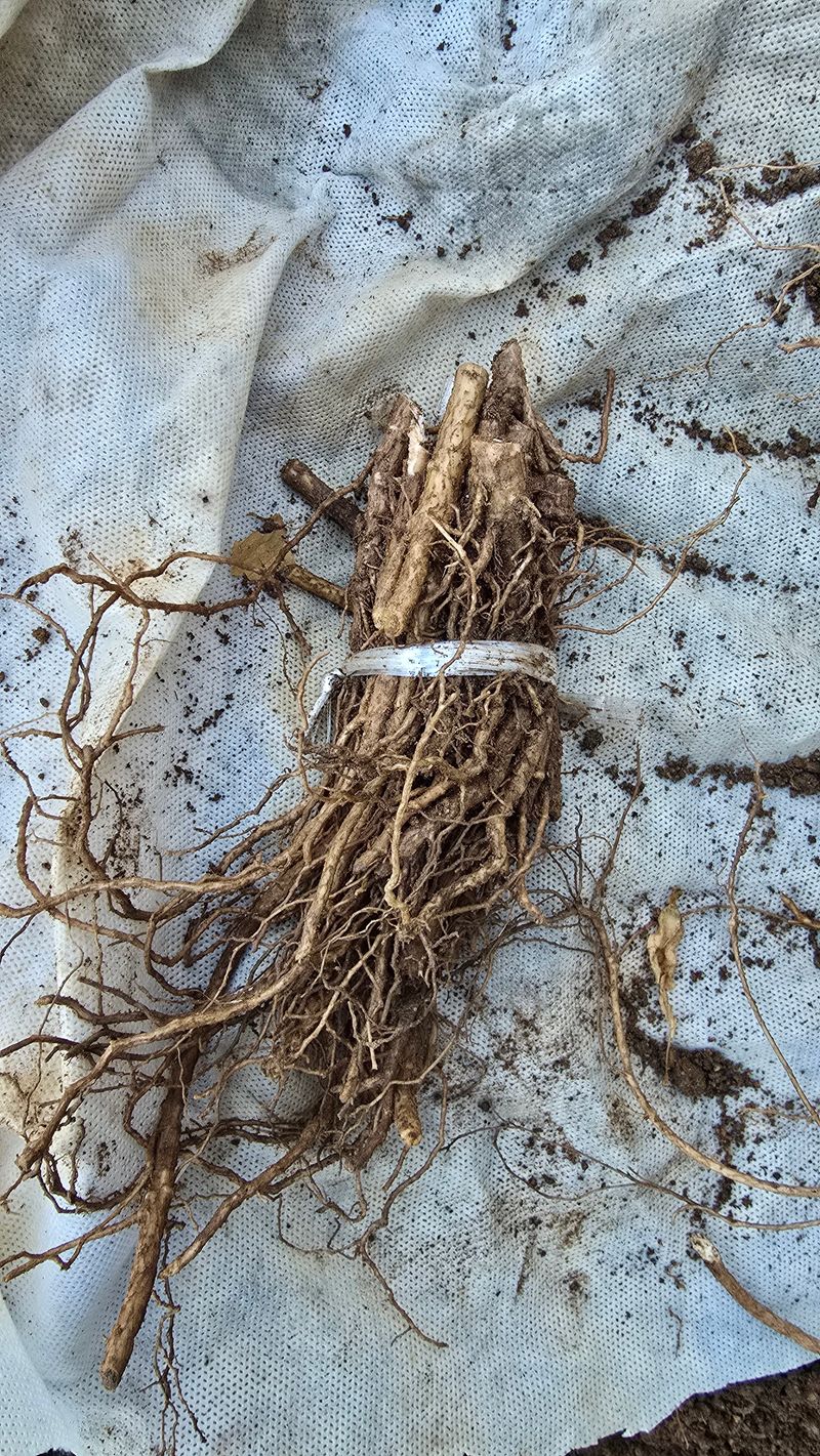 정태권님의 장터 판매 상품 [가시없는두릅(사철두릅) 종근 판매종료] 첨부 사진