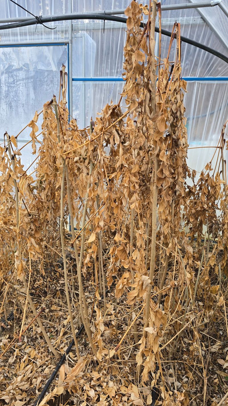 정태권님의 장터 판매 상품 [가시없는두릅(사철두릅) 종근 판매종료] 첨부 사진