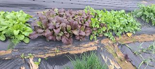 전남무안군박옥주님의 2월 농사 계획 공유해요 · 참여글 작성글 사진