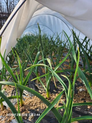 박선춘님의 2월 농사 계획 공유해요 · 참여글 작성글 사진