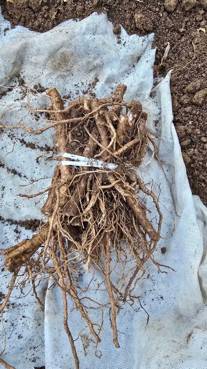 정태권님의 장터 판매 상품 [가시없는두릅(사철두릅) 종근 판매종료] 첨부 사진