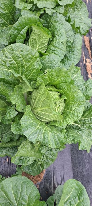 전남무안군박옥주님의 2월 농사 계획 공유해요 · 참여글 작성글 사진